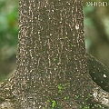 Rhizophora stylosa (Red Mangrove) ヤエヤマヒルギ in Lake Street<br />Canon EOS 7DMK2 + EF300 F2.8L III + EF1.4xII